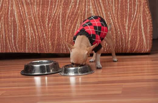 
Chiot Chihuahua cannelle vêtu d'un pull argile noir et rouge mangeant dans un bol.