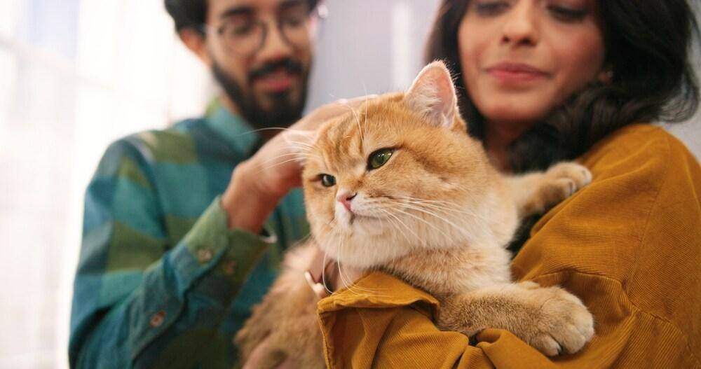 Gros plan d'un jeune couple indien joyeux, femme et mari, debout dans la chambre à la maison, tenant un chat mignon dans les mains