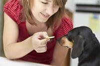 Chien en bonne santé
