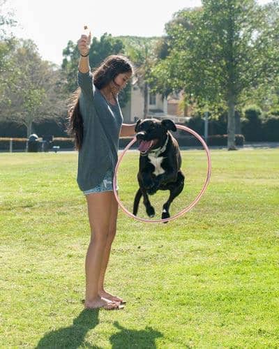 Girl teaching a puppy new tricks Labrador mix dog jumping through hula hoop that girl in gray sweater holds up.