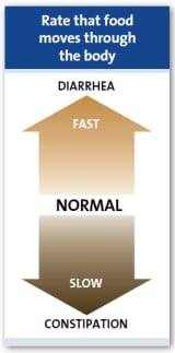 Rate that food moves through the body