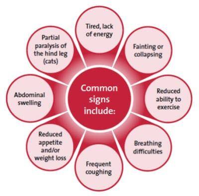Common signs of heart disease