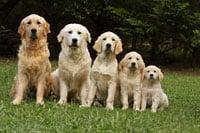 Dogs image