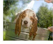 Frequent baths make dogs smell nice