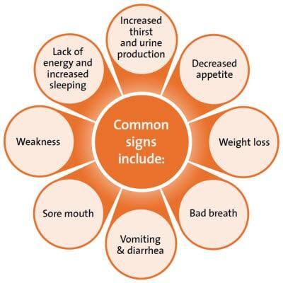 Common signs of kidney disease