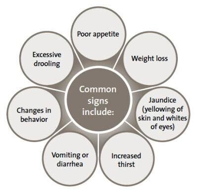Common signs of liver disease