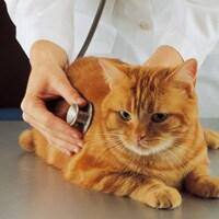 Cat and vet