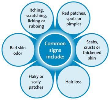 Common signs of dental disease