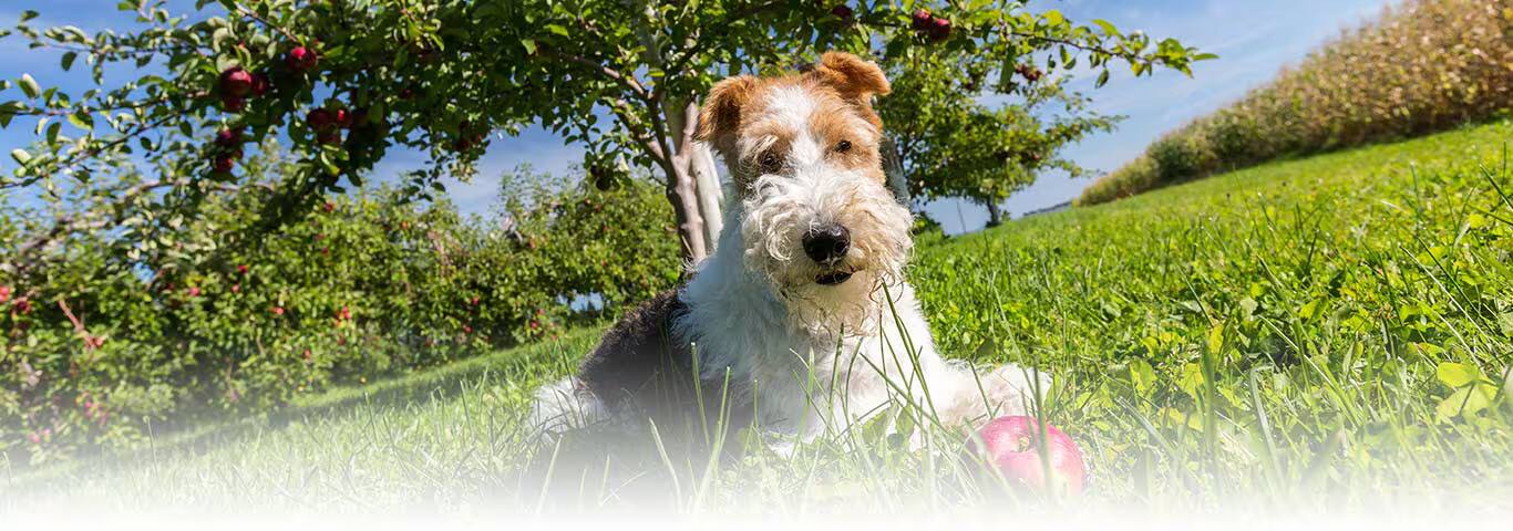Photo d'un chien Fox Terrier à poil dur