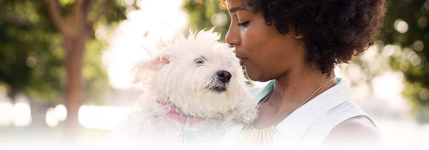 Photo d'un chien West Highland White Terrier
