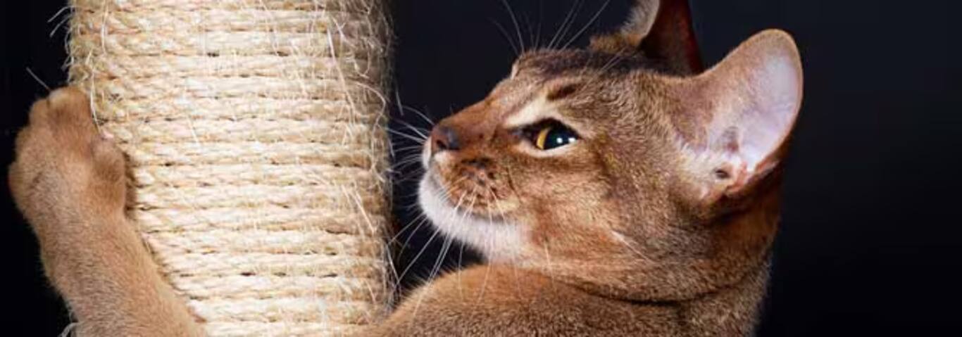 Photo d'un chat abyssin