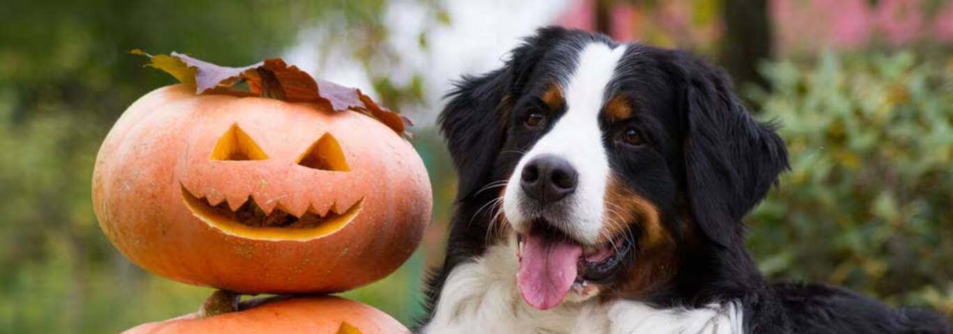 Photo d'un bouvier bernois