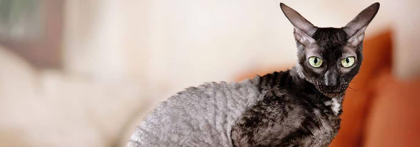 Photo d'un chat Cornish Rex