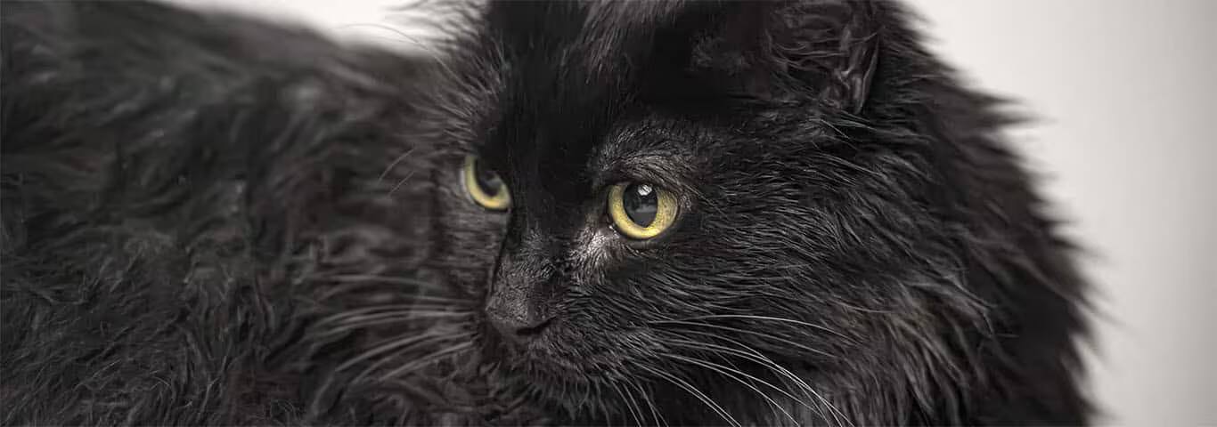 Photo d'un chat Tiffany