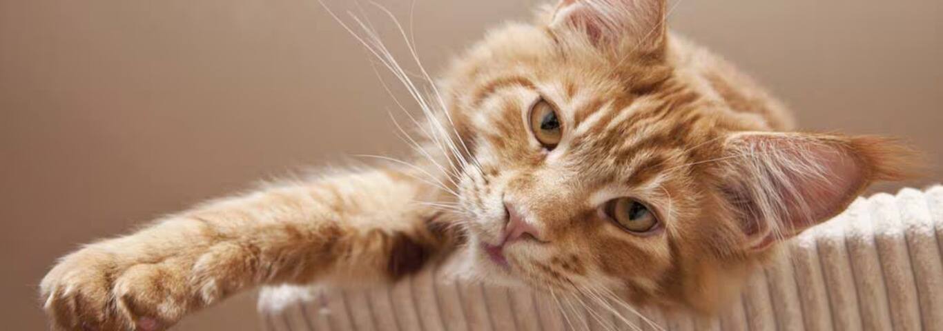 Photo d'un chat Maine Coon