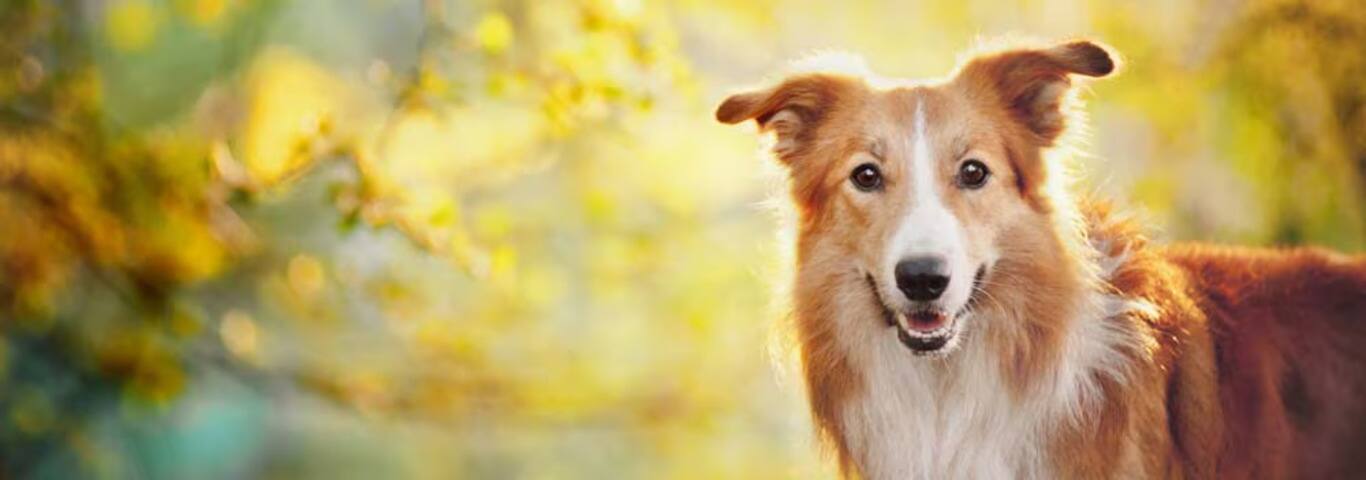 Photo d'un chien Border Collie
