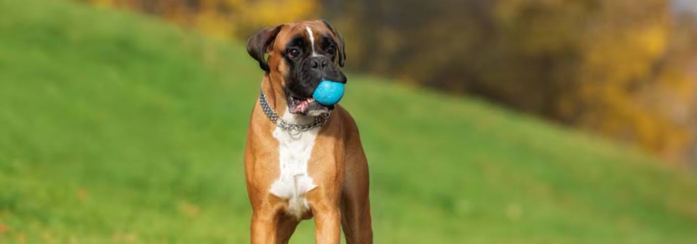 Photo d'un chien Boxer
