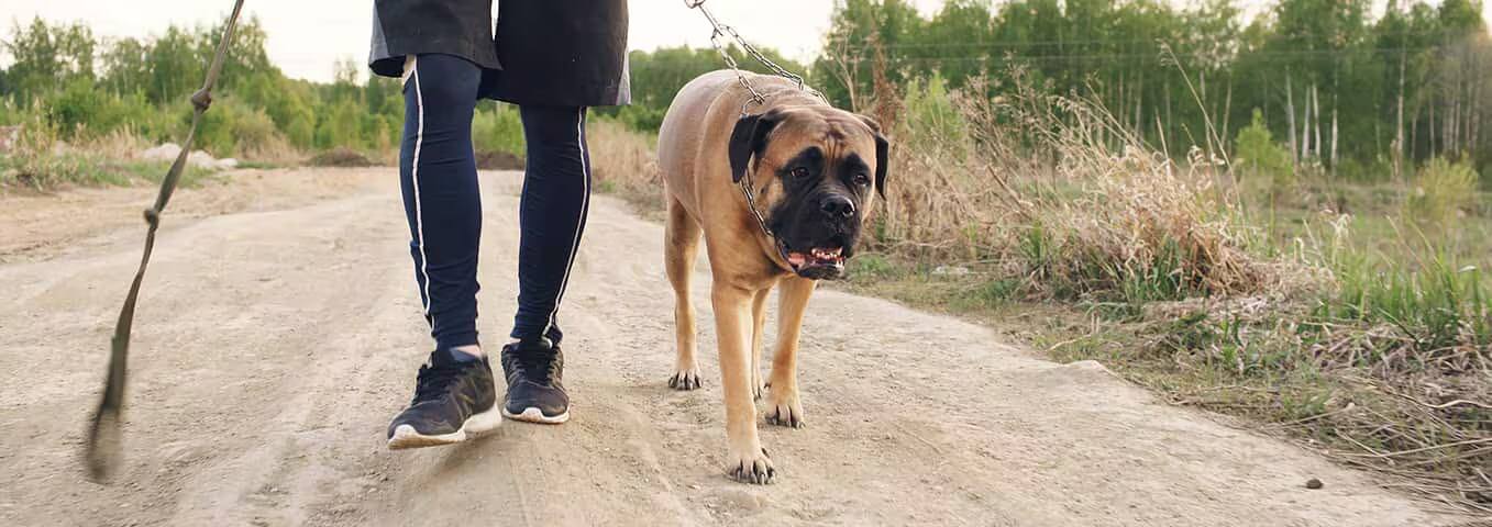 Photo d'un chien Bullmastiff