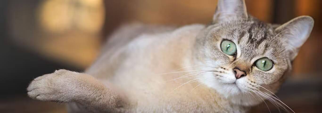 Photo d'un chat Burmilla