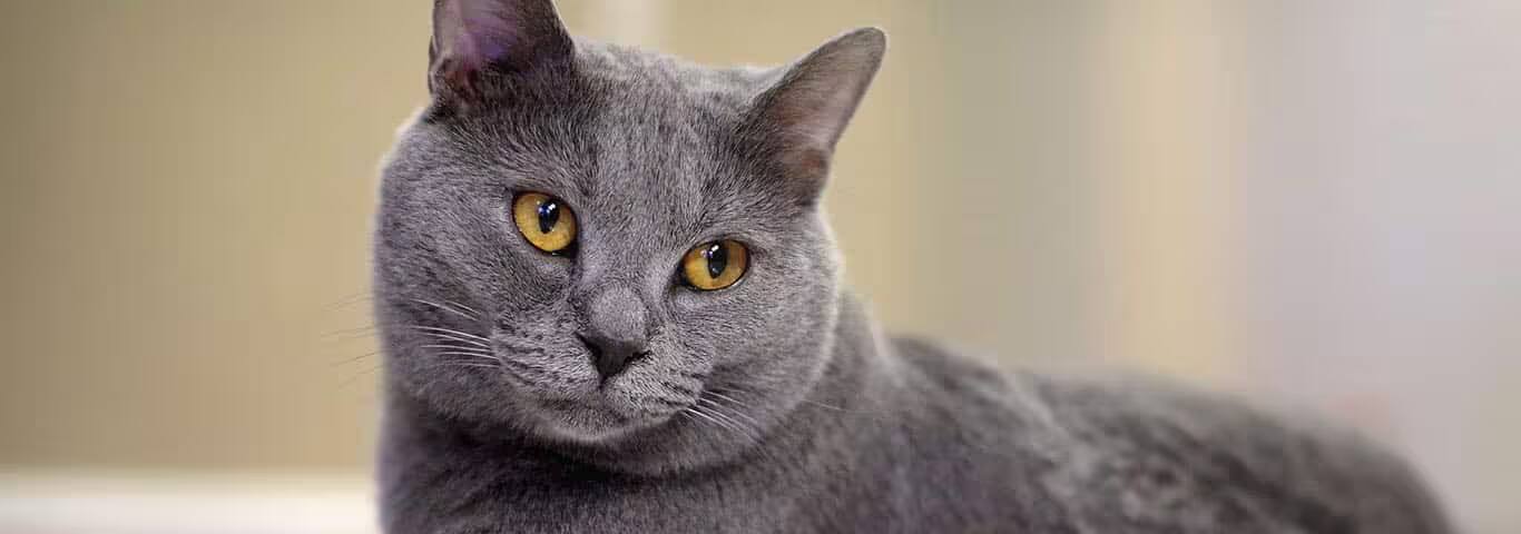 Photo d'un chat Chartreaux