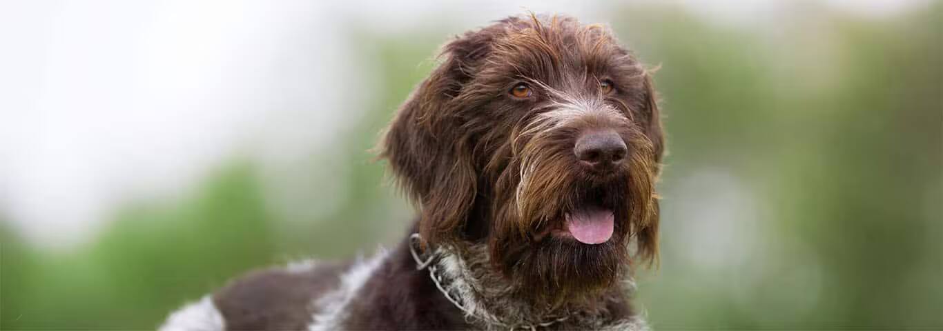 Photo d'un chien d'arrêt allemand à poil dur