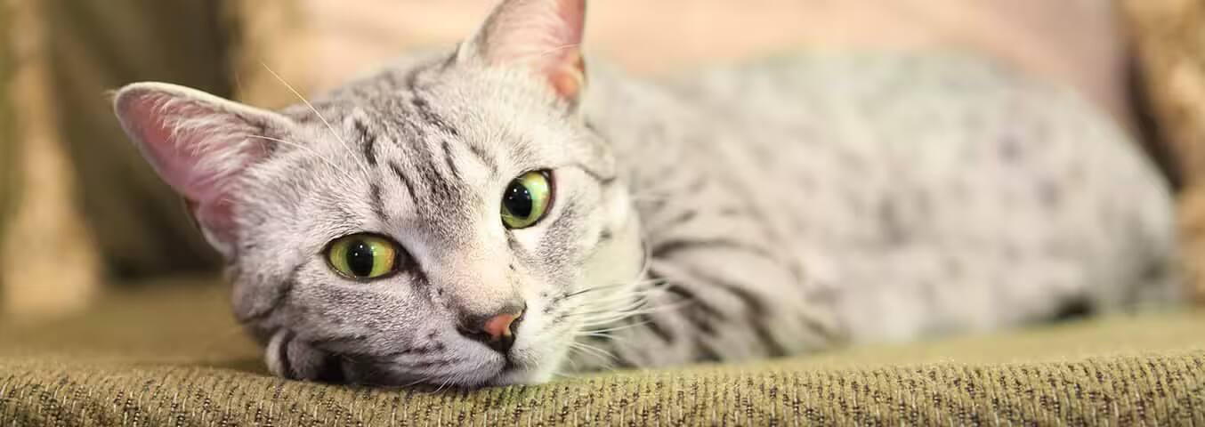 Photo d'un chat Mau égyptien