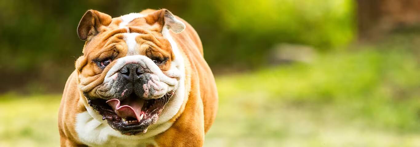 Photo d'un chien bouledogue anglais