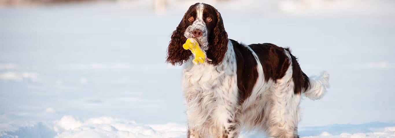 Photo d'un chien Springer Spaniel anglais