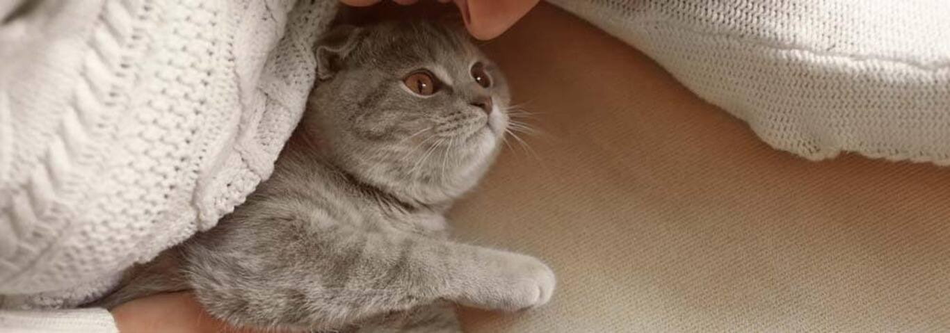 Photo d'un chat British Shorthair