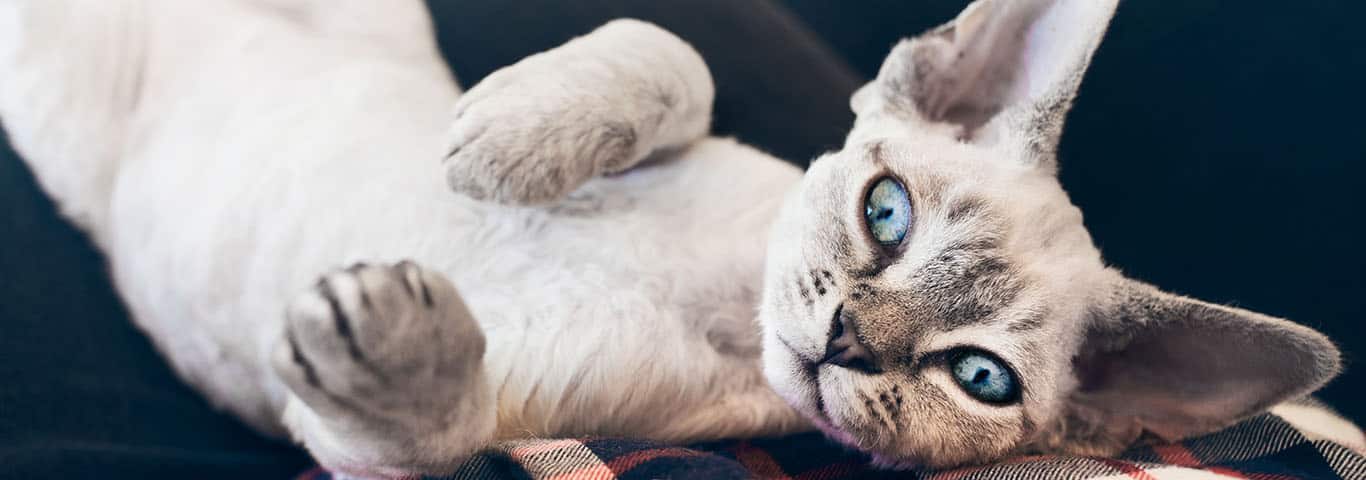Photo d'un chat Devon Rex