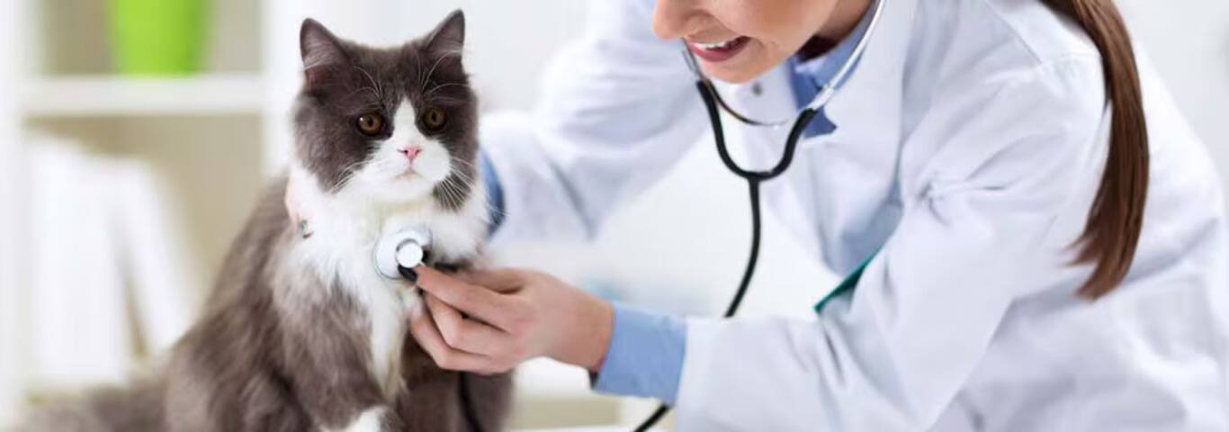 Photo d'un chat persan