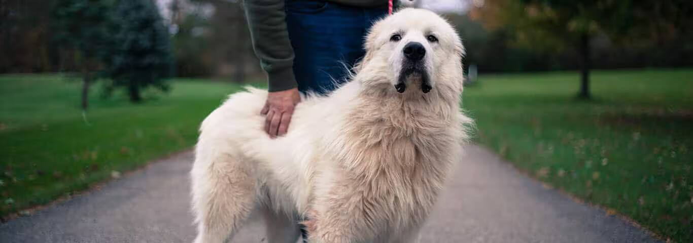 Photo d'un chien des Pyrénées