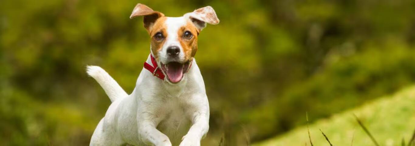 Photo d'un chien Jack Russell Terrier