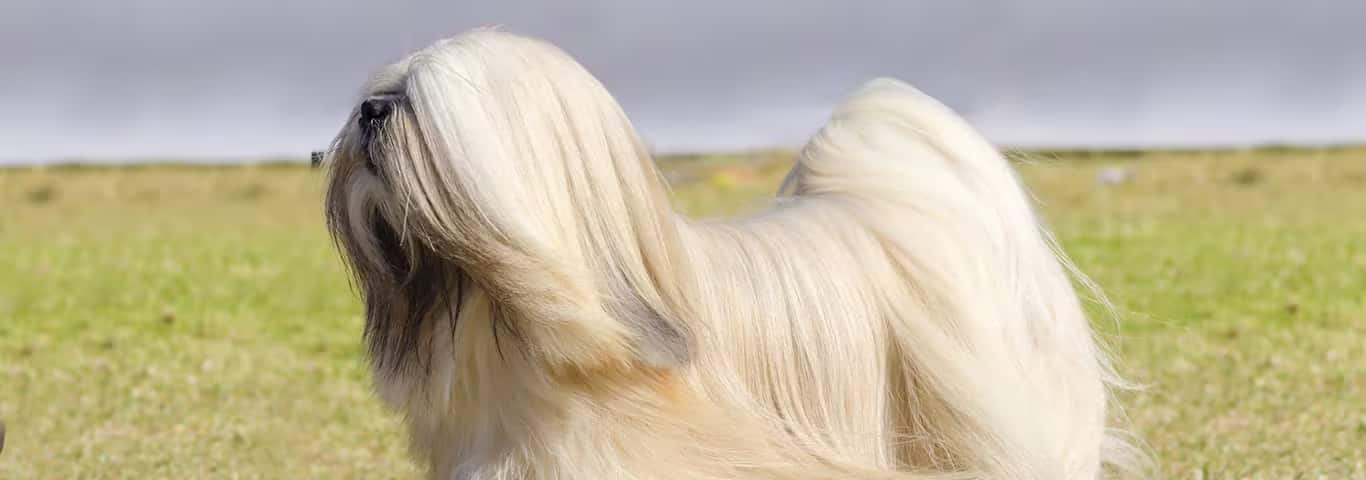 Photo d'un chien Lhassa Apso