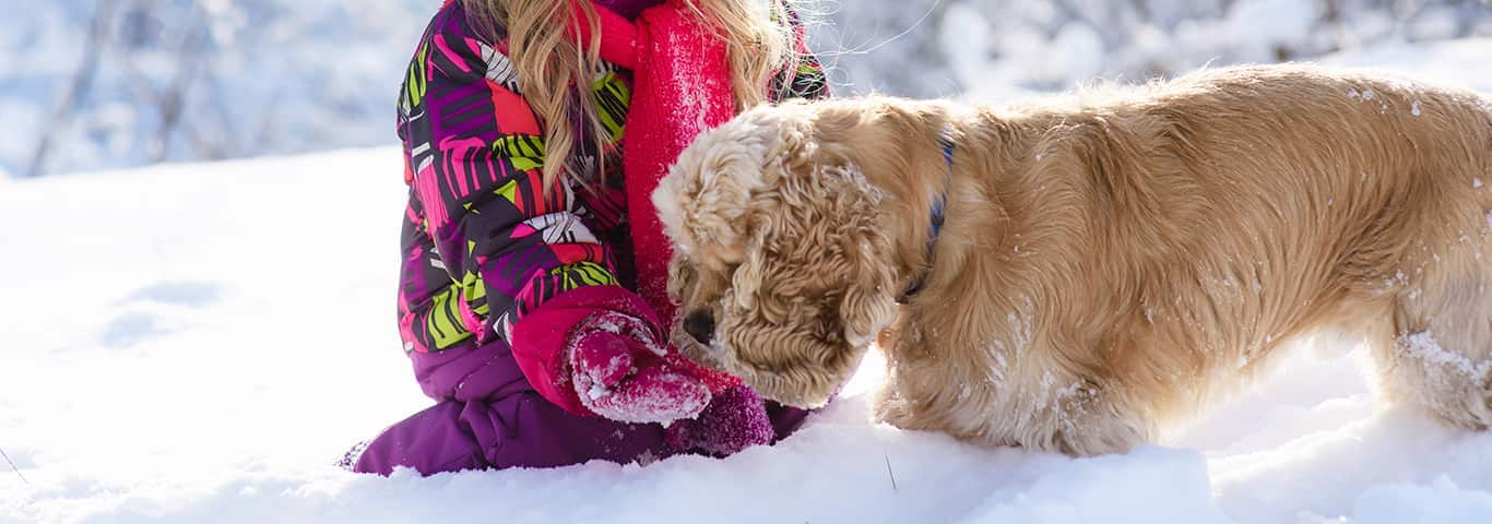 Photo d'un chien Cocker Spaniel