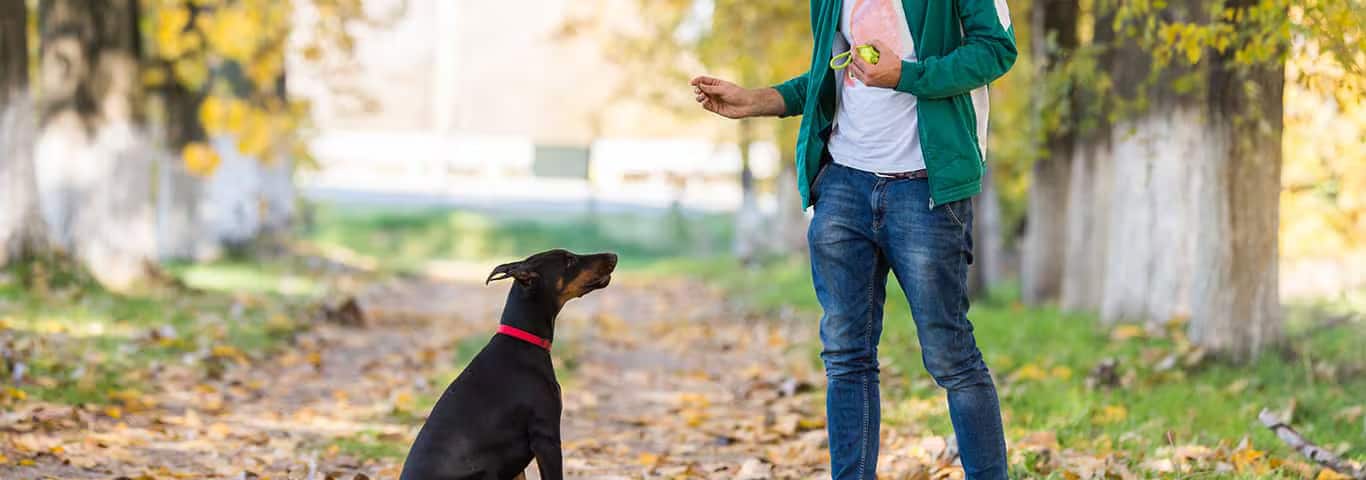 Photo d'un chien Doberman