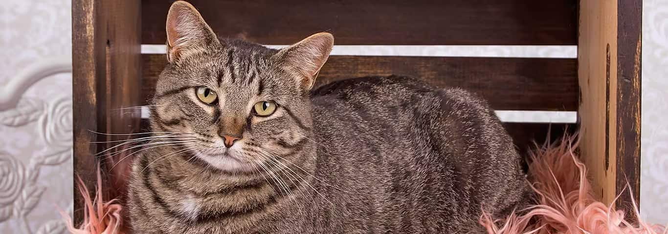 Photo d'un chat Manx