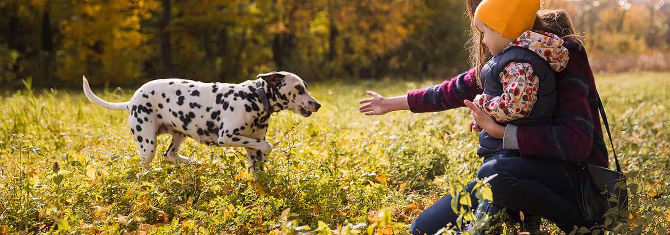 Photo d'un chien dalmatien