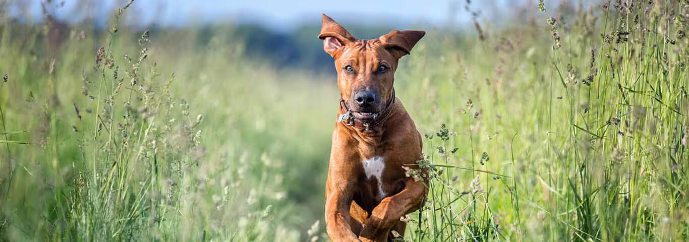 Photo d'un chien Rhodesian Ridgeback