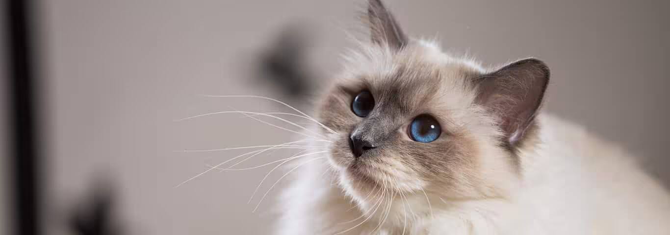 Photo d'un chat Birman