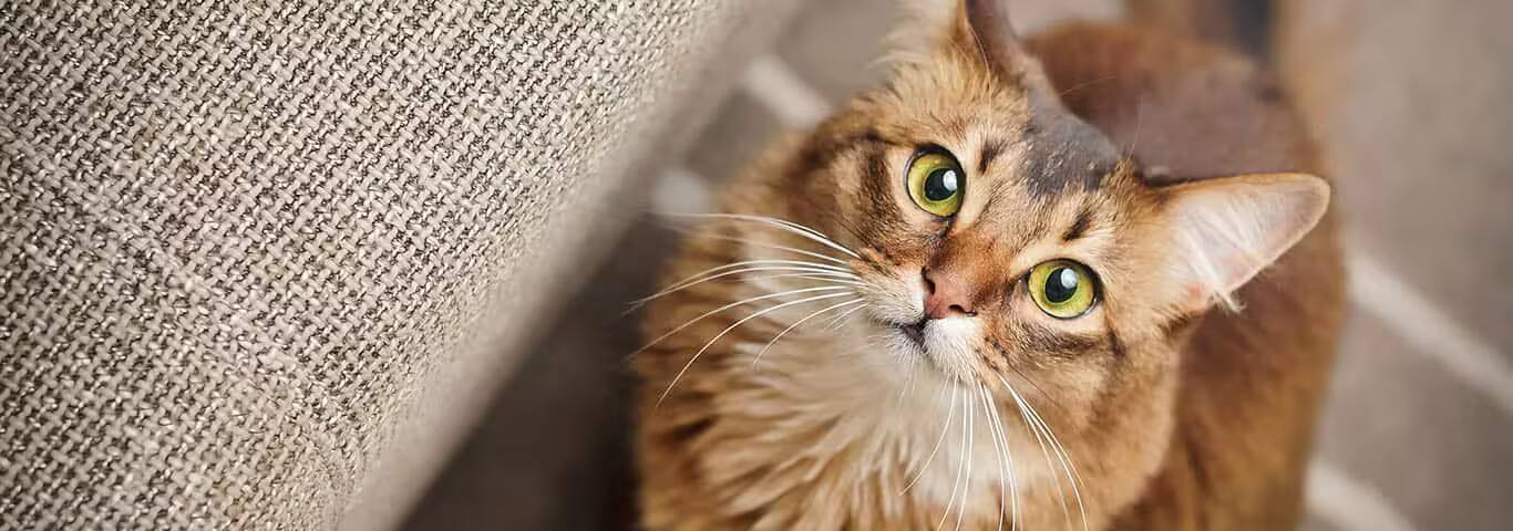 Photo d'un chat somalien