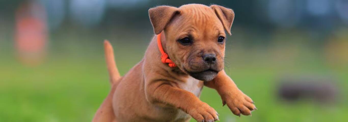 Photo d'un chien Staffordshire Bull Terrier