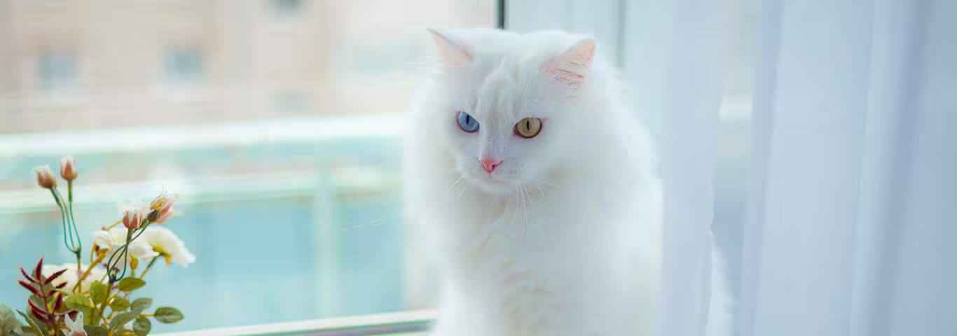 Photo d'un chat angora turc