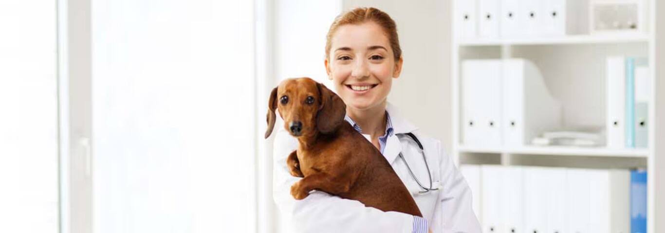 Photo d'un chien teckel