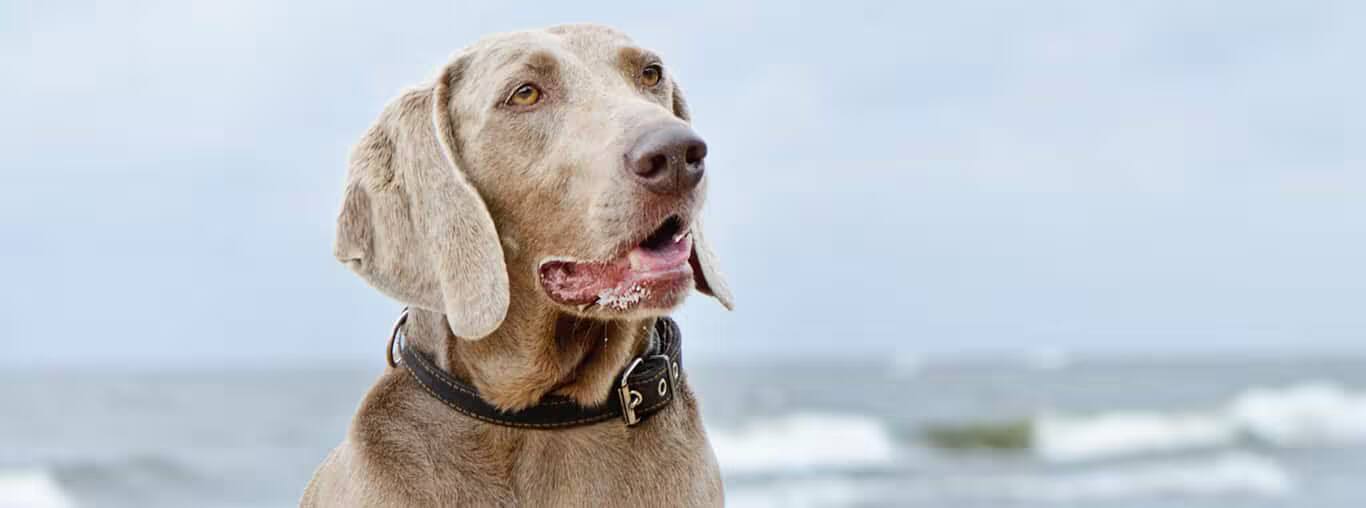 Photo d'un chien Weimaraner