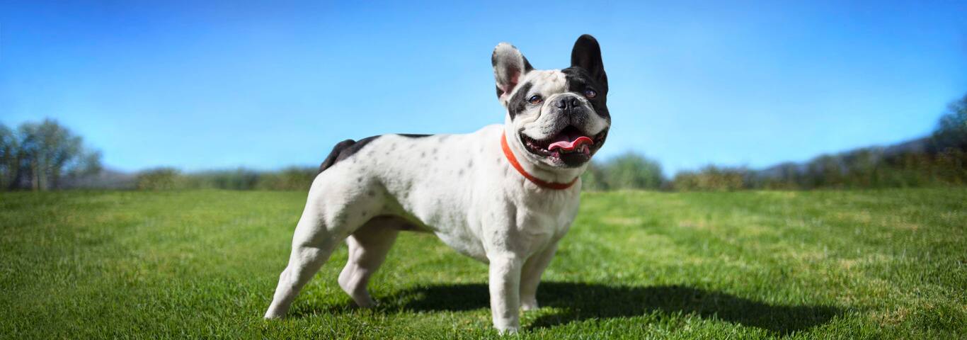 Photo d'un chien bouledogue français