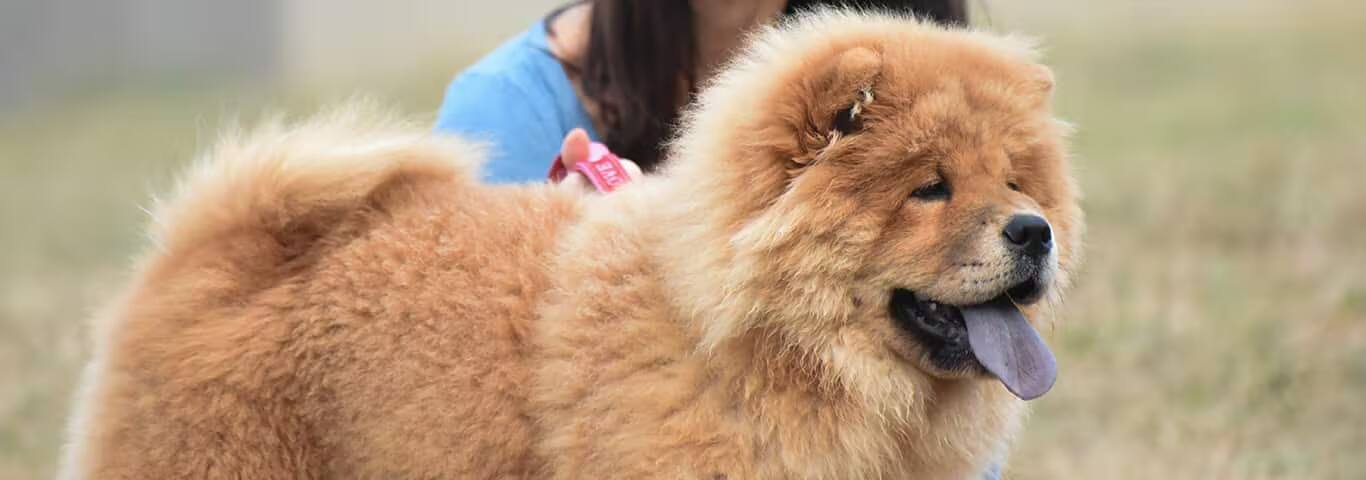 Photo d'un chien Chow Chow