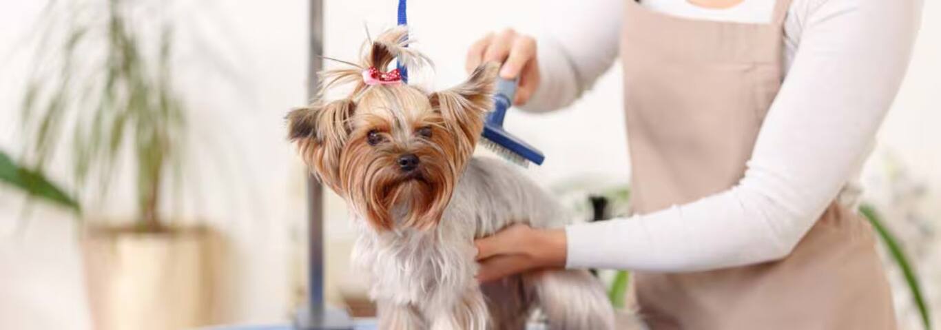 Photo d'un chien Yorkshire Terrier