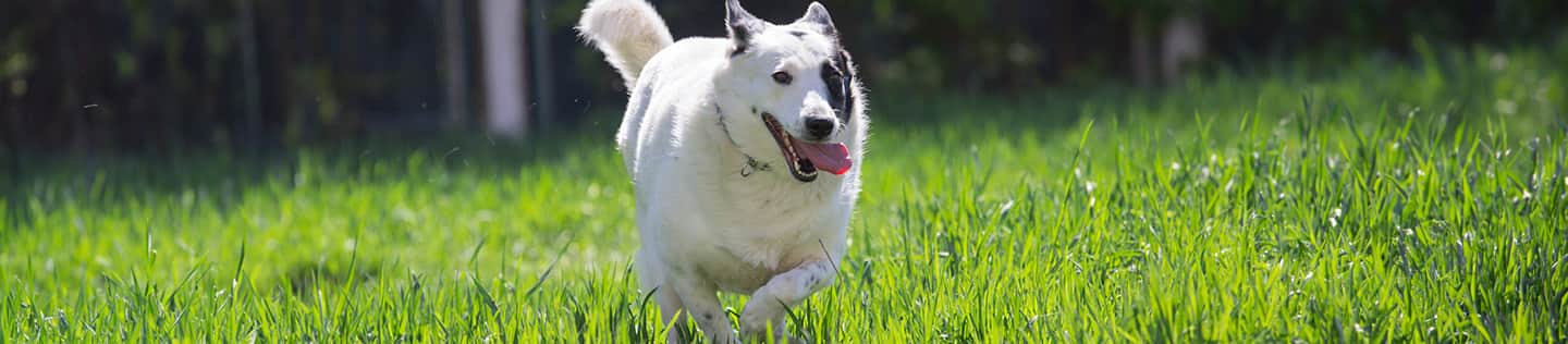 obese white dog with black spots running in the field