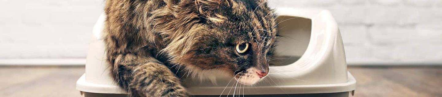 Brown cat stepping out of a litterbox